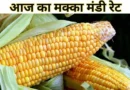 मक्का मंडी रेट (29 दिसंबर 2025) मक्का मंडी रेट (29 दिसंबर 2025)