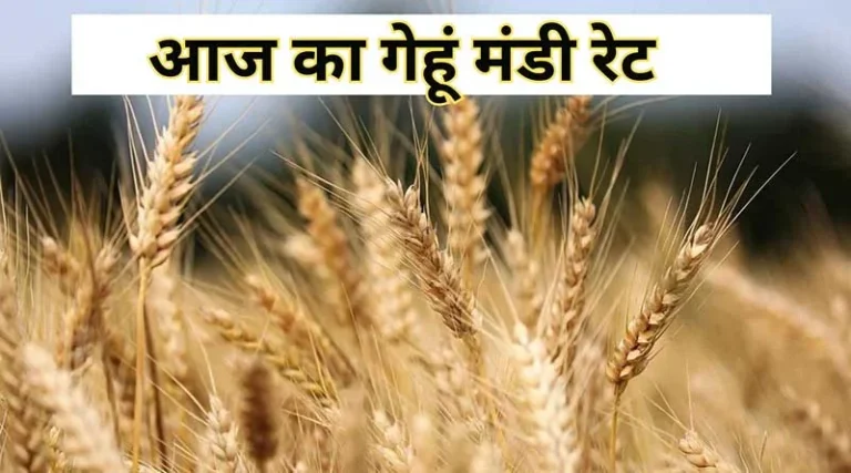 गेहूँ मंडी रेट (29 नवंबर 2025)
