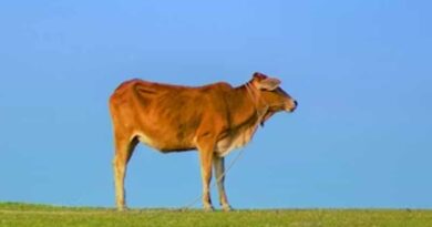 पशुओं में एंटीबायोटिक्स का दुरुपयोग: एक बड़ी समस्या