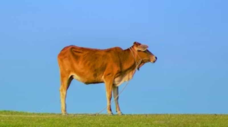 पशुओं में एंटीबायोटिक्स का दुरुपयोग: एक बड़ी समस्या