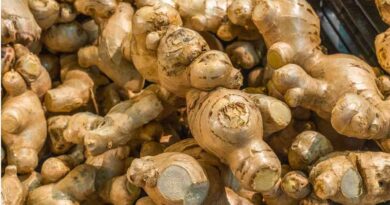 कटनी जिले में बड़े पैमाने पर हो रही हल्दी,अदरक,अश्वगंधा की खेती