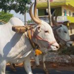 भारत में 20वीं पशुधन गणना: देश में 193.50 करोड़ गायें, 109.85 करोड़ भैंसें, 74.26 करोड़ भेड़ें और 148.87 करोड़ बकरियाँ