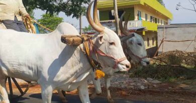 भारत में 20वीं पशुधन गणना: देश में 193.50 करोड़ गायें, 109.85 करोड़ भैंसें, 74.26 करोड़ भेड़ें और 148.87 करोड़ बकरियाँ