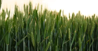 रबी फसलों की बुवाई में तेजी: कुल रकबा 393 लाख हेक्टेयर के पार, गेहूं में रिकॉर्ड 17% की बढ़त 