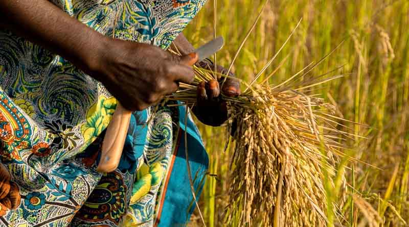 फसल बीमा योजना (PMFBY) की परिचालन दिशानिर्देश: फसल बीमा आवेदन क्यों होते हैं खारिज और किसान कैसे कर सकते हैं अपील