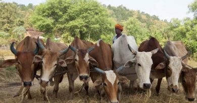पशुपालकों के लिए वरदान बने ये 3 मोबाइल ऐप, पशुओं की सेहत से लेकर उत्पादन तक मिलेगी पूरी जानकारी