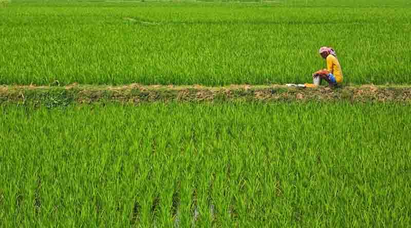 RPSC कृषि विभाग भर्ती परीक्षा-2024: आयोग ने जारी की आंसर की, अभ्यर्थी 10 दिसंबर से ऑनलाइन दर्ज करा सकेंगे आपत्ति