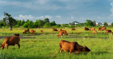 राजस्थान में पशु स्वास्थ्य सेवा को बढ़ावा, 14 पशु चिकित्सालयों के नए भवन निर्माण के लिए साढ़े 26.5 करोड़ रुपए मंजूर
