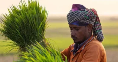 रायपुर: पीएम धन-धान्य कृषि योजना के तहत लगेगा विशेष कृषि शिविर, किसानों को मिलेगा उन्नत खेती व फसल विविधीकरण का प्रशिक्षण रायपुर: पीएम धन-धान्य कृषि योजना के तहत लगेगा विशेष कृषि शिविर, किसानों को मिलेगा उन्नत खेती व फसल विविधीकरण का प्रशिक्षण