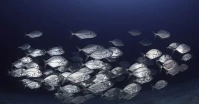 स्मार्ट फिश पार्लर हेतु 26 दिसंबर तक आवेदन आमंत्रित