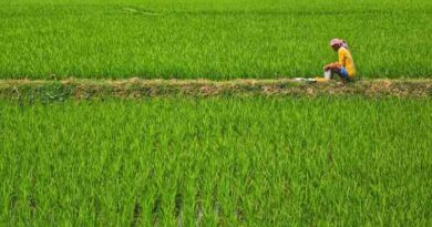 MSP में बड़ी बढ़ोतरी: सरकार का दावा, किसानों की आय में आया सुधार