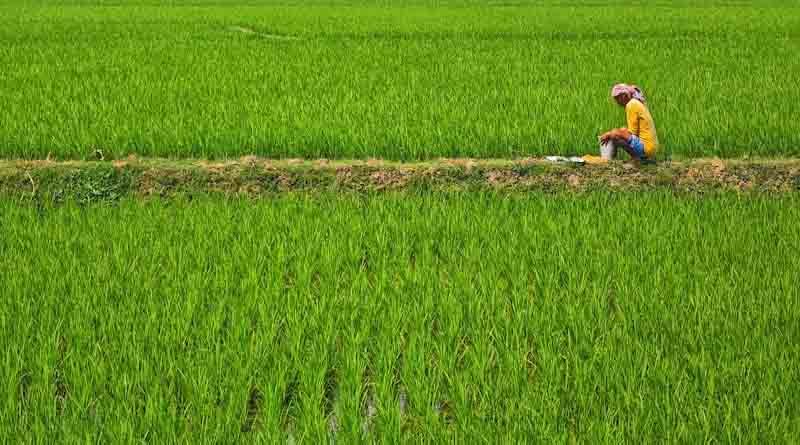 MSP में बड़ी बढ़ोतरी: सरकार का दावा, किसानों की आय में आया सुधार