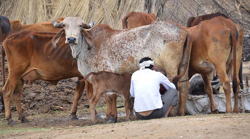 दुग्ध समृद्धि संपर्क अभियान का मैदानी क्षेत्र में व्यापक क्रियान्वयन कर पशुपालकों को करें जागरूक- सीईओ जिला पंचायत