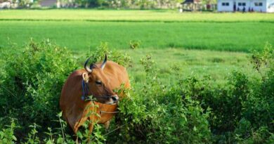 दुग्ध समृद्धि सम्पर्क अभियान का द्वितीय चरण 30 दिसम्बर तक
