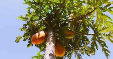 पपीते में पत्तियों के मुड़ने की समस्या: किसान कैसे बचाएँ अपनी फसल