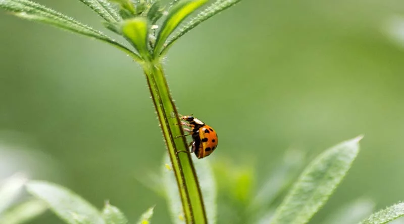 राजस्थान: श्रीगंगानगर में आईपीएम कार्यक्रम आयोजित, रबी फसलों में जैविक कीट प्रबंधन पर किसानों को दी जानकारी 