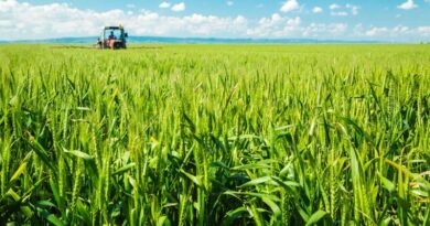 अशोकनगर: रबी फसल के लिए उर्वरक आपूर्ति निरंतर जारी, किसानों को समय पर यूरिया और डीएपी मिल रहा  