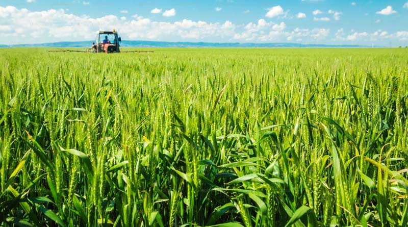 अशोकनगर: रबी फसल के लिए उर्वरक आपूर्ति निरंतर जारी, किसानों को समय पर यूरिया और डीएपी मिल रहा