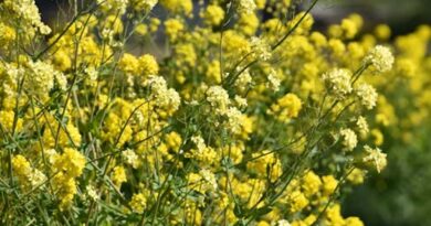 सही समय पर सिंचाई और उर्वरक प्रबंधन से कैसे बढ़े सरसों की पैदावार