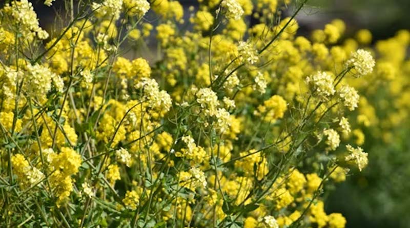 सही समय पर सिंचाई और उर्वरक प्रबंधन से कैसे बढ़े सरसों की पैदावार