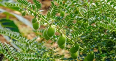 शीत ऋतु में फसलों के बचाव के लिए किसान करें यह उपाय