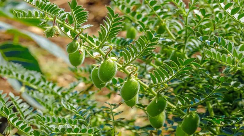 शीत ऋतु में फसलों के बचाव के लिए किसान करें यह उपाय