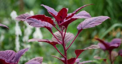 लाल साग की खेती में न ज्यादा मेहनत और न ज्यादा खर्च