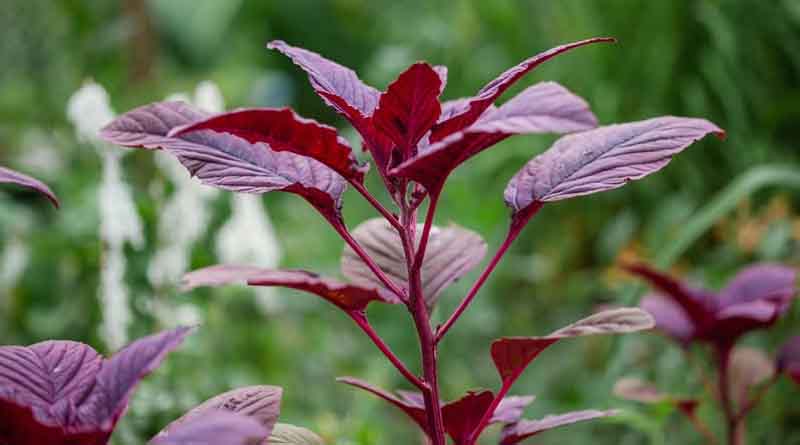 लाल साग की खेती में न ज्यादा मेहनत और न ज्यादा खर्च