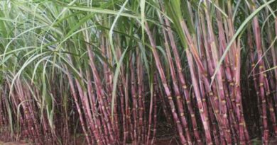 गन्ने की उपज 5 साल में 492 लाख टन की बढ़ोत्तरी, FRP में बढ़त के साथ किसानों को समय पर हो रहा भुगतान