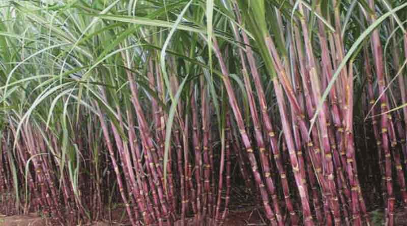 गन्ने की उपज 5 साल में 492 लाख टन की बढ़ोत्तरी, FRP में बढ़त के साथ किसानों को समय पर हो रहा भुगतान