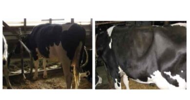 पशु खरीदते समय अच्छे दुधारू पशुओं की नस्ल एवं शारीरिक वनावट के आधार पर पहचान