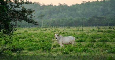 बसामन मामा गो-अभयारण्य में 25 दिसंबर को होगा प्राकृतिक खेती सम्मेलन