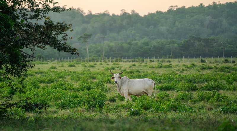 बसामन मामा गो-अभयारण्य में 25 दिसंबर को होगा प्राकृतिक खेती सम्मेलन