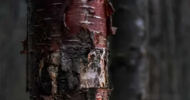 डीआरआई की बड़ी कार्रवाई: 6.26 करोड़ का प्रतिबंधित लाल चंदन किया जब्त, 4 आरोपी गिरफ्तार डीआरआई की बड़ी कार्रवाई: 6.26 करोड़ का प्रतिबंधित लाल चंदन किया जब्त, 4 आरोपी गिरफ्तार