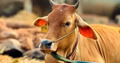 कामधेनु योजना: डेयरी इकाई स्थापित करने पर सरकार दे रही 33% तक सब्सिडी, ऐसे करें आवेदन