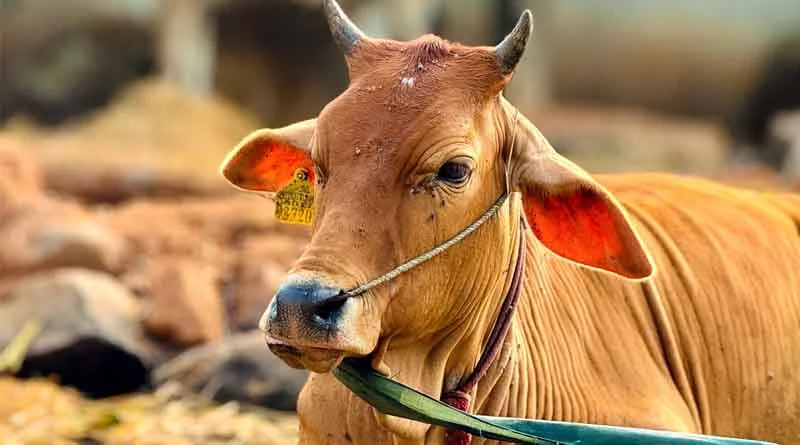 कामधेनु योजना: डेयरी इकाई स्थापित करने पर सरकार दे रही 33% तक सब्सिडी, ऐसे करें आवेदन