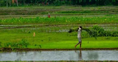 एमएसपी की कानूनी गारंटी पर सरकार का रुख: क्या बदल रहा है किसानों के लिए?
