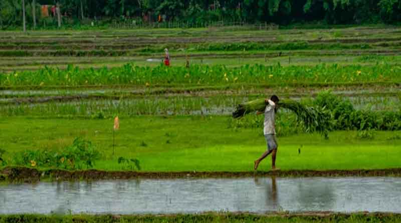 एमएसपी की कानूनी गारंटी पर सरकार का रुख: क्या बदल रहा है किसानों के लिए?