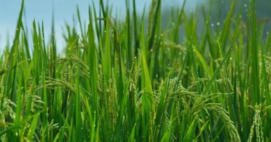 सौ क्विंटल से अधिक धान बेचने वाले किसानों की स्लॉट बुकिंग की सीमा बढ़ाई