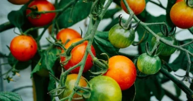 राजस्थान: सरसों, टमाटर और बैंगन पर पाले का खतरा, कृषि विभाग ने जारी की एडवाइजरी  