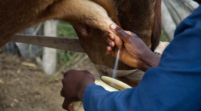दुग्ध उत्पादन तथा प्रोसेसिंग में विस्तार और रोजगार की अपार संभावनाएं: मुख्यमंत्री डॉ. यादव