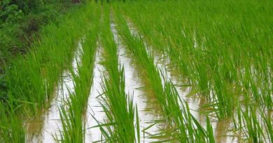 AI आधारित मानसून पूर्वानुमान से 52% तक किसानों की बुवाई रणनीति बदली, सर्वे में खुलासा