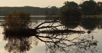 महाराष्ट्र में सबसे ज्यादा फसल नुकसान, फिर भी खरीफ 2025 में कृषि उत्पादन ने बनाया रिकॉर्ड