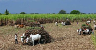 गन्ना खेती में कौन आगे? राज्यवार उत्पादन और प्रति हेक्टेयर उपज का विश्लेषण