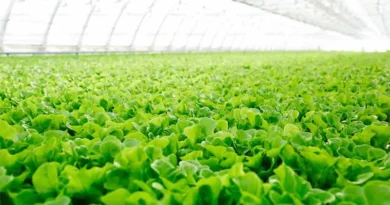 IFS फार्मिंग मॉडल क्या है? जानिए कैसे छोटे किसान इसे अपनाकर बना रहे अपनी खेती को सोने की खान  