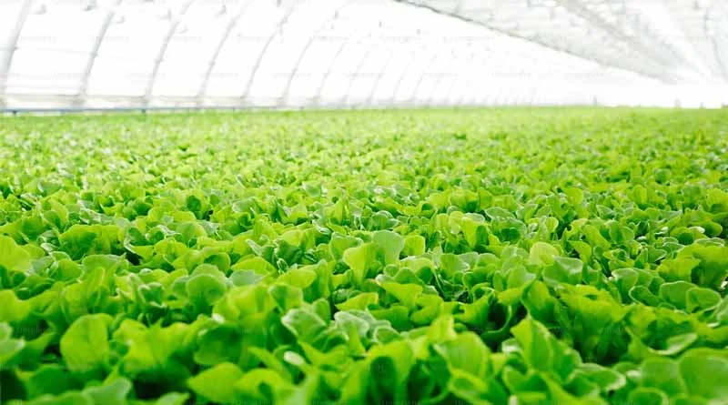 IFS फार्मिंग मॉडल क्या है? जानिए कैसे छोटे किसान इसे अपनाकर बना रहे अपनी खेती को सोने की खान