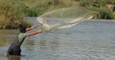 दतिया में मत्स्य बीज उत्पादन 160 लाख तक पहुंचा, किसानों को उच्च गुणवत्ता का बीज उपलब्ध