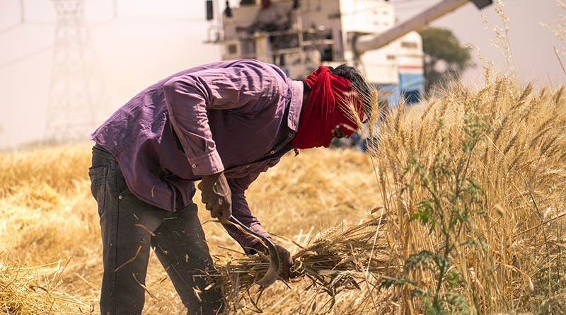 एक बीघा से एक लाख कमाने वाले किसान होंगे सम्मानित, मध्य प्रदेश सरकार लाई नई योजना