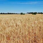 MP Wheat Mandi Rate: गुना मंडी में ₹2,685 रहा गेहूं का भाव, इंदौर में ₹2824 तक बिका; देखें 10 दिसंबर के ताजा रेट 