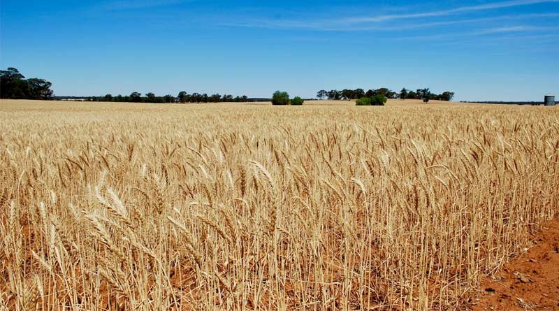 MP Wheat Mandi Rate: गुना मंडी में ₹2,685 रहा गेहूं का भाव, इंदौर में ₹2824 तक बिका; देखें 10 दिसंबर के ताजा रेट